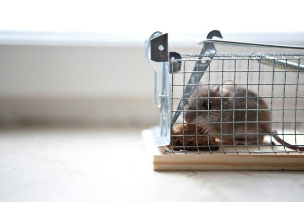 Dératisation paris 15 : adieu rats et souris !