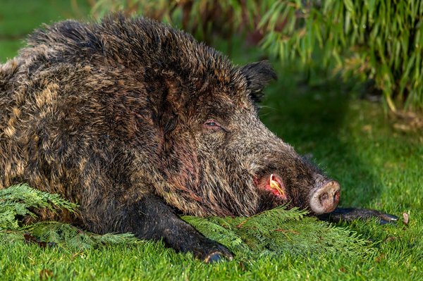 Répulsif pour sanglier : où s'en procurer ?